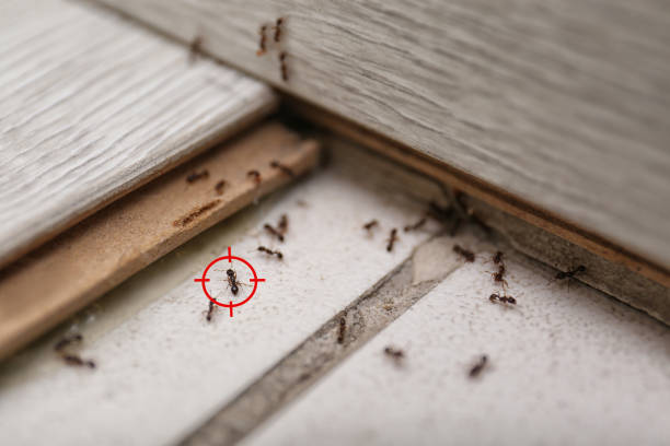 Best Pest Prevention Services  in Beach Park, IL